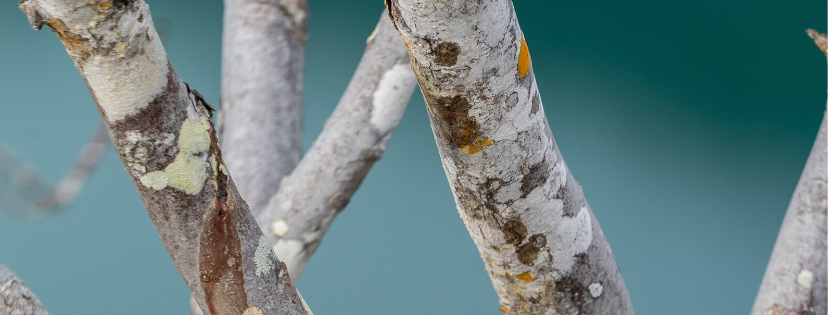 FMF Writing Prompt Link-up :: Distraction