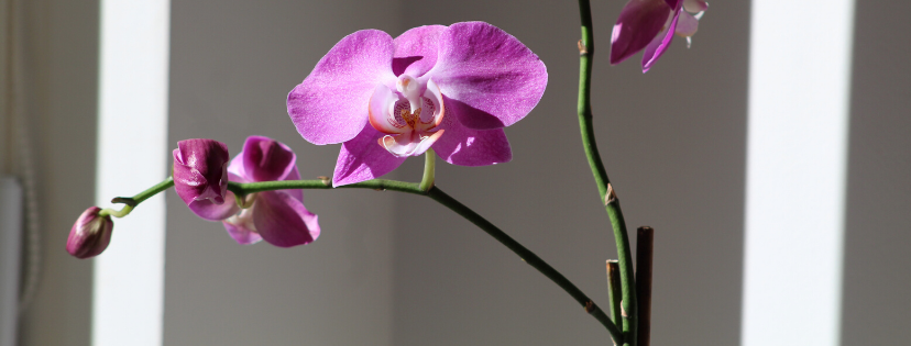 FMF Writing Prompt Link-up :: Born