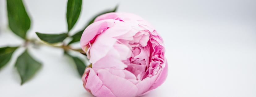 FMF Writing Prompt Link-up :: Compromise