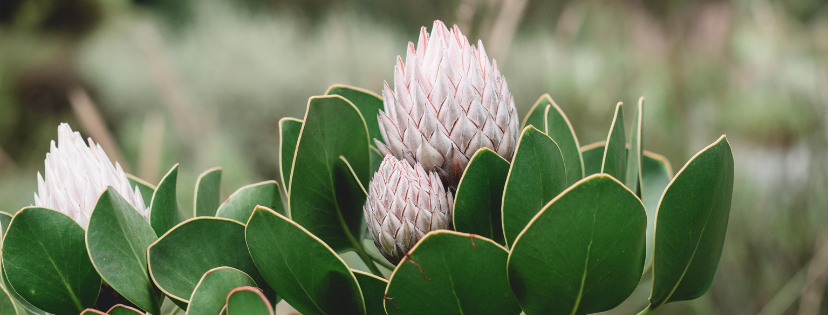 FMF Writing Prompt Link-up :: Grief