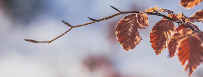 FMF Writing Prompt Link-up :: Observant