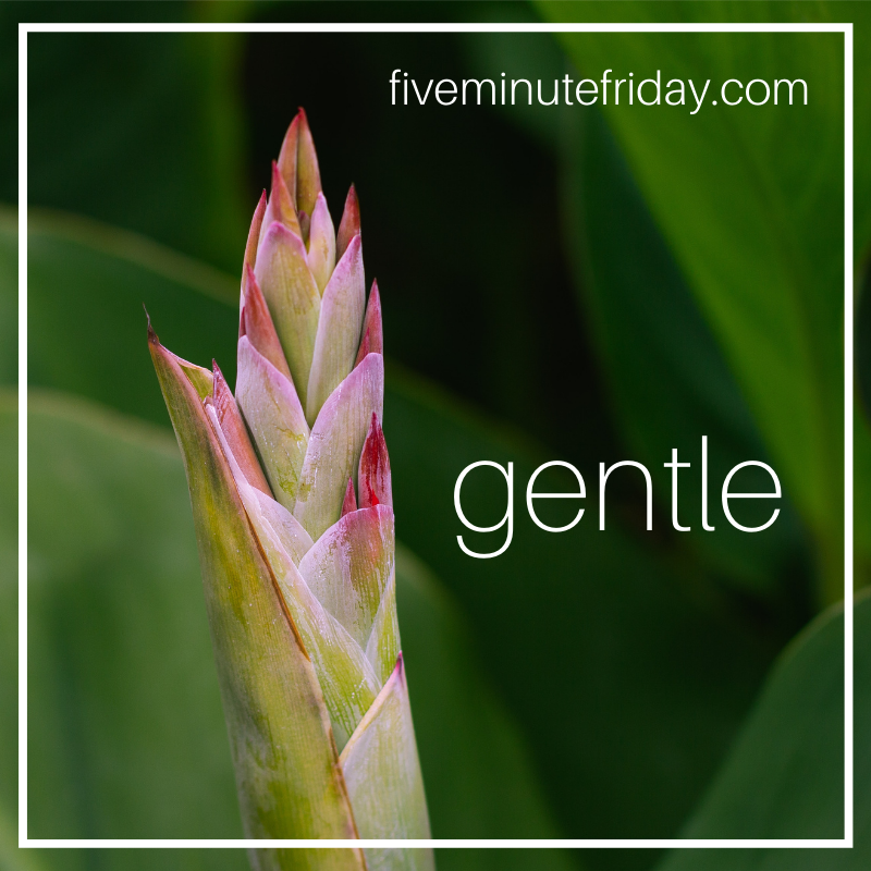 gentle