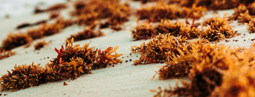 FMF Writing Prompt Link-up :: Excuse