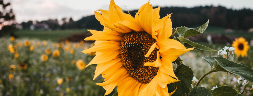 FMF Writing Prompt Link-up :: Hide