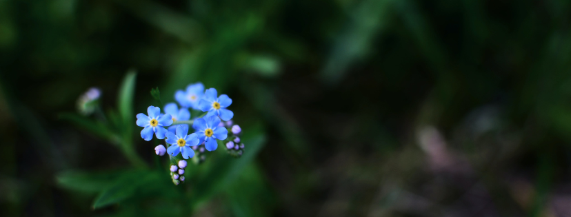 FMF Writing Prompt Link-up :: Forget