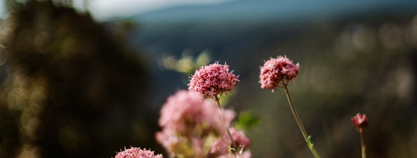 FMF Writing Prompt Link-up :: Show