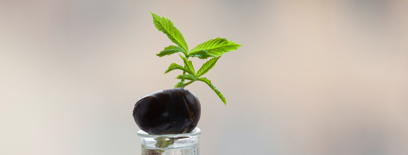 FMF Writing Prompt Link-up :: Root