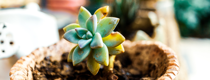 FMF Writing Prompt Link-up :: Become