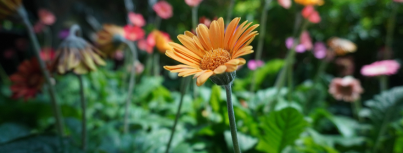 FMF Writing Prompt Link-up :: While