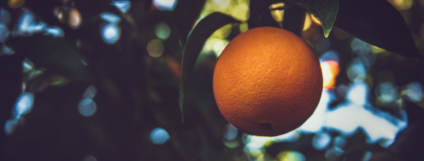 FMF Writing Prompt Link-up :: Have