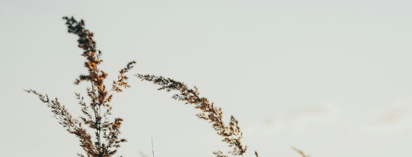 FMF Writing Prompt Link-up :: Usually