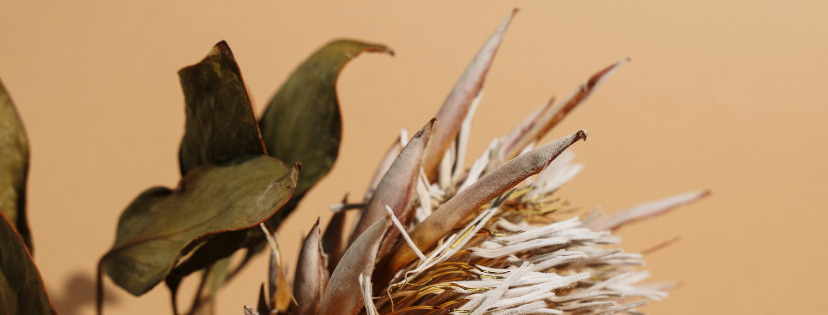 FMF Writing Prompt Link-up :: Preserve