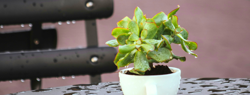 FMF Writing Prompt Link-up :: Without