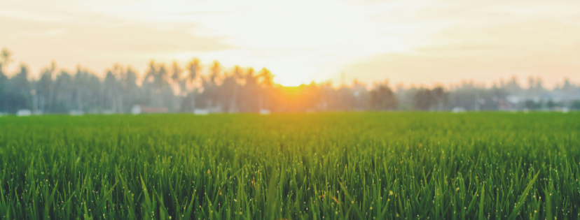 FMF Writing Prompt Link-up :: Honor