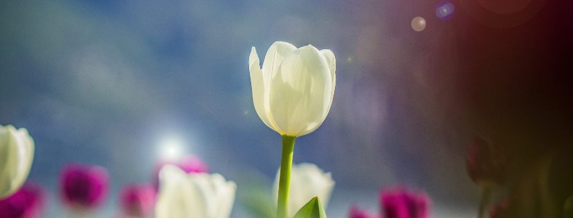 FMF Writing Prompt Link-up :: Schedule